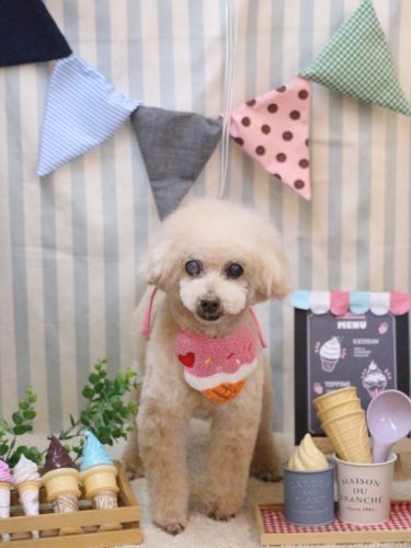 20250510HONEYちゃん